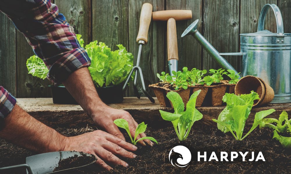 Imagem do blog post Dicas sustentáveis: como começar uma horta caseira?