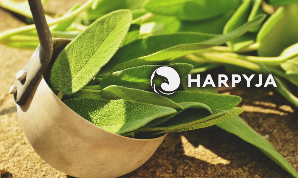 Banner de capa da notícia Sálvia, uma planta medicinal, ornamental e gastronômica.